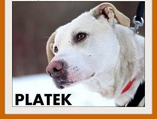 PŁATEK,26kg,mądry,łagodny,spokojny biały pies.ADOP