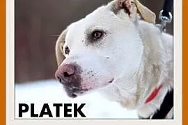 PŁATEK,26kg,mądry,łagodny,spokojny biały pies.ADOP, Wrocław