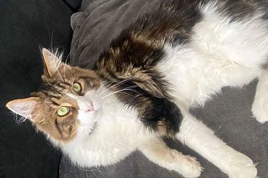 Maine Coon reproduktor