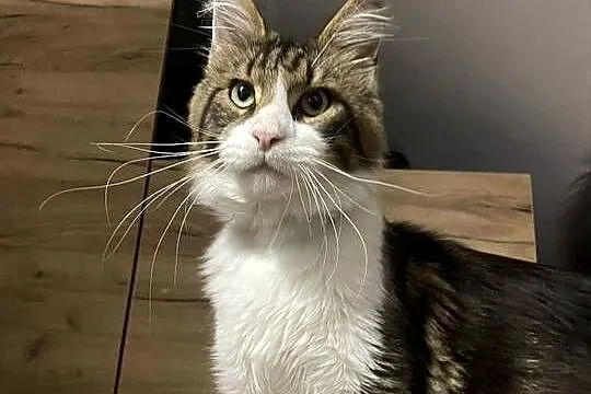 Maine Coon reproduktor, Dolnośląskie, Wrocław