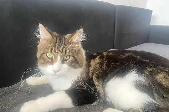 Maine Coon reproduktor, Dolnośląskie, Wrocław