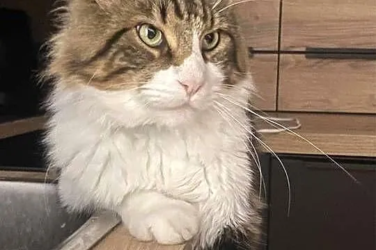 Maine Coon reproduktor, Dolnośląskie, Wrocław