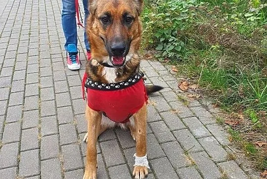 AZA - pojętna i bystra dziewczyna, szukać swojego domu zaczyna!, Mazowieckie, Warszawa