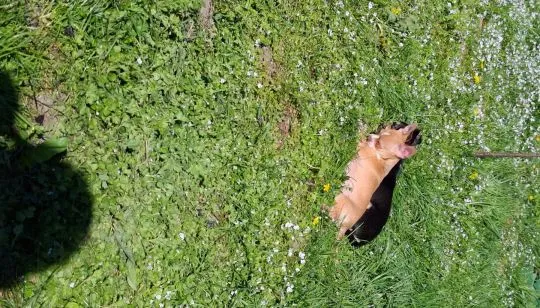 Chihuahua jasny piesek z czekoladowym noskiem wesoły przyjazny wychowany w domu gotowy do zmiany dom, , Dębna