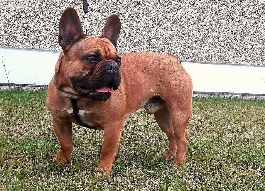 Buldog Francuski REPRODUKTOR Czerwony z Hodowli CASI,krycie, Łódzkie, Konstantynów Łódzki