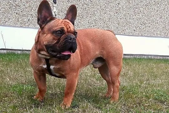 Buldog Francuski REPRODUKTOR Czerwony z Hodowli CASI,krycie