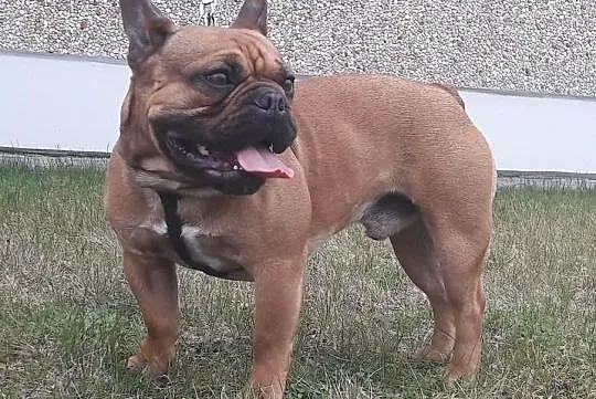 Buldog Francuski REPRODUKTOR Czerwony z Hodowli CASI,krycie, Łódzkie, Konstantynów Łódzki