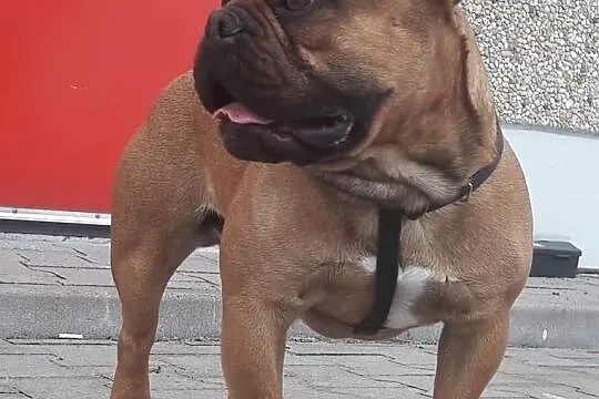 Buldog Francuski REPRODUKTOR Czerwony z Hodowli CASI,krycie, Łódzkie, Konstantynów Łódzki