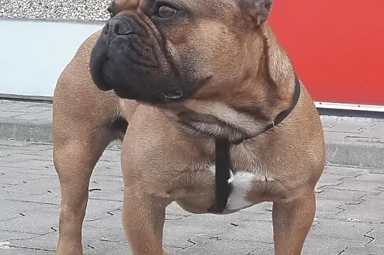 Buldog Francuski REPRODUKTOR Czerwony z Hodowli CASI,krycie, Łódzkie, Konstantynów Łódzki