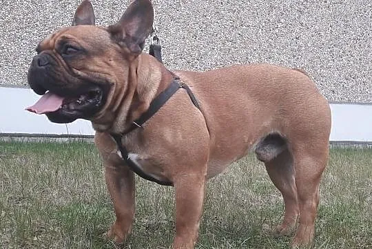 Buldog Francuski REPRODUKTOR Czerwony z Hodowli CASI,krycie, Łódzkie, Konstantynów Łódzki
