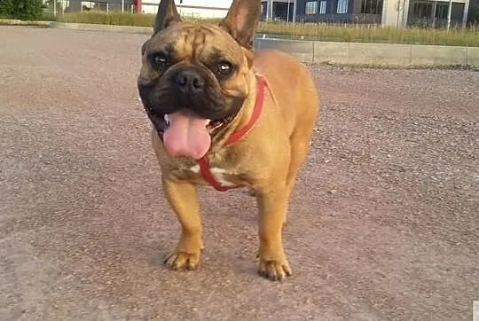 Buldog Francuski REPRODUKTOR Czerwony z Hodowli CASI,krycie, Łódzkie, Konstantynów Łódzki