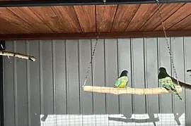 Łąkówki Wspaniałe