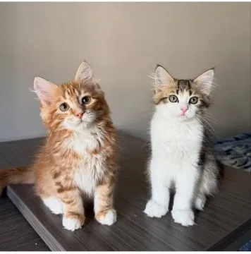Piękne kocięta Sabari .do adopcji i adopcji. Adres e-mail: {{ emanuelleptrc@gmail.com}}, , Krakowica
