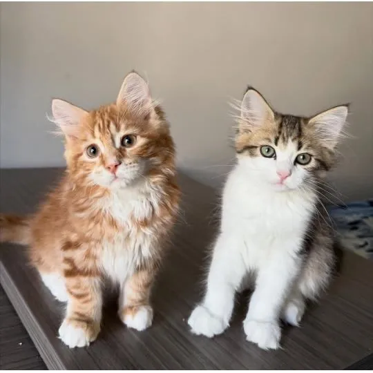 Piękne kocięta Sabari .do adopcji i adopcji. Adres e-mail: {{ emanuelleptrc@gmail.com}}, , Krakowica