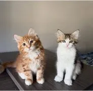 Piękne kocięta Sabari .do adopcji i adopcji. Adres e-mail: {{ emanuelleptrc@gmail.com}}