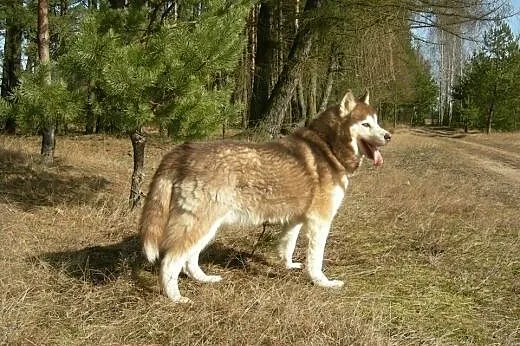 Sampo - piękny rudy husky czeka na adopcję,  kujaw