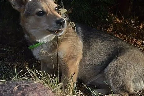 Goldi- cudna, mała, 6 miesięczna sunia chce do dom