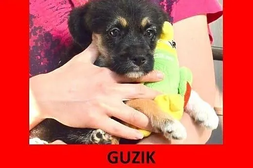 Guzik - kundelkowe maleństwo do kochania! ,  mazow