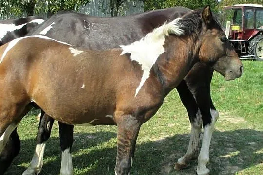 DO REZERWACJI ; ogierki  huculskie, Podkarpackie, Handzlówka