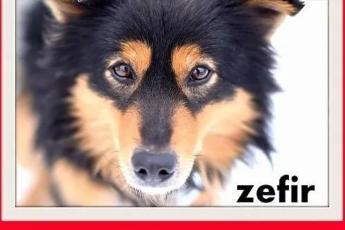 ZEFIR-11kg,łagodny,energiczny,wesoły młody piesek 