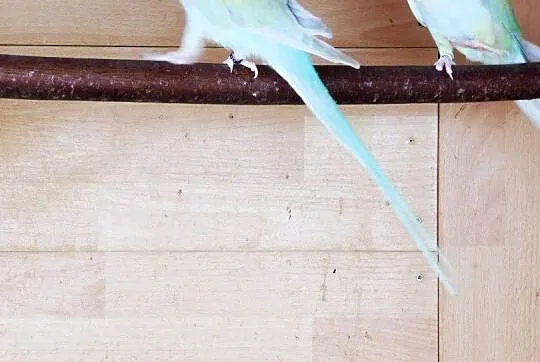 Aleksandrety Rozelie białolice., Łódzkie, Ksawerów
