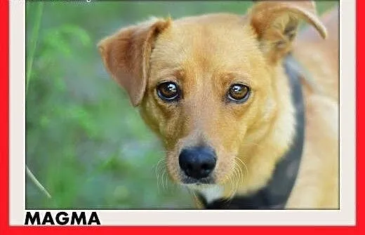 MAGMA,średnia,spokojna,łagodna suczka.ADOPCJA, ma