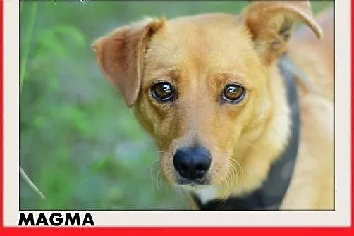 MAGMA,średnia,spokojna,łagodna suczka.ADOPCJA,  ma