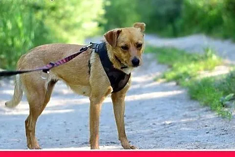 MAGMA,średnia,spokojna,łagodna suczka.ADOPCJA,  ma