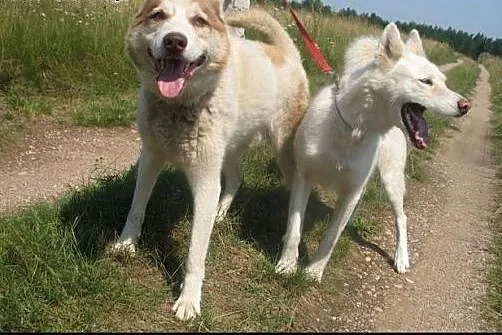 Anuri i Bela - dwa śliczne husky szukają wspólnego domu,  kujawsko-pomorskie Toruń