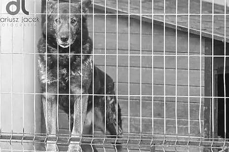 Lester świetny psiak któremu rodzina się rozpadła ...:( i On jako jedyny nie znalazł innego domku i ,  Kundelki cała Polska