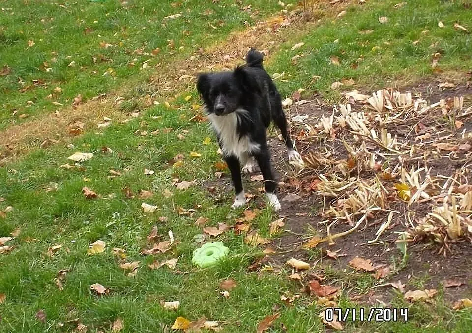 Piękny i smutny Anteczek w typie border collie szu