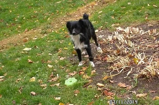 Piękny i smutny Anteczek w typie border collie szu