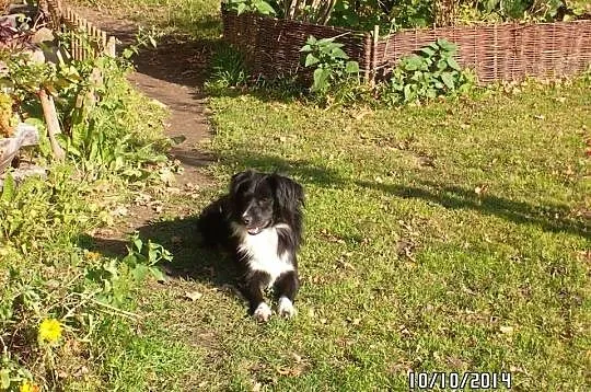 Piękny i smutny Anteczek w typie border collie szu