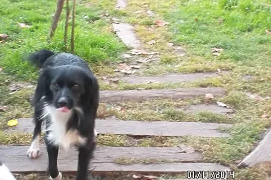Piękny i smutny Anteczek w typie border collie szu