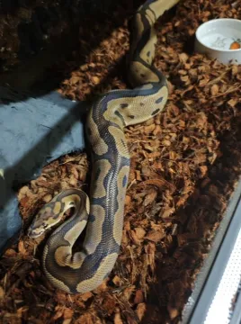 Pyton króleswki regius python Clown samiec + terrarium