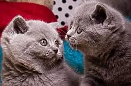 Koty brytyjskie z rodowodem FPL (FIFE) SmigiBri PL, Zawiercie
