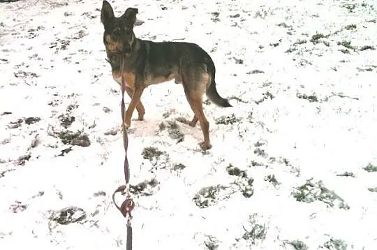 Beti młody psiak po przejściach pilnie szuka kocha