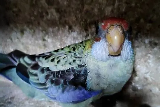Papugi rozella bladoglowa