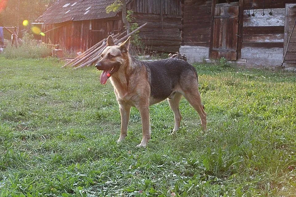 Oaza spokoju, pozbawiony agresji OWCZAREK niemieck