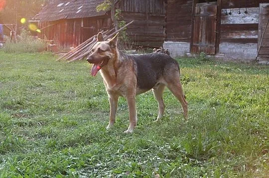 Oaza spokoju, pozbawiony agresji OWCZAREK niemieck
