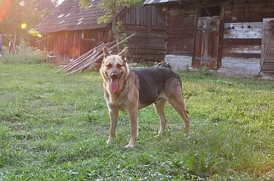 Oaza spokoju, pozbawiony agresji OWCZAREK niemieck