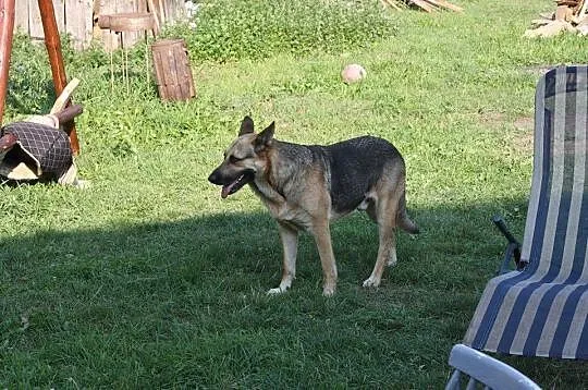 Oaza spokoju, pozbawiony agresji OWCZAREK niemieck