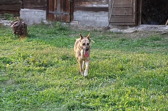 Oaza spokoju, pozbawiony agresji OWCZAREK niemieck