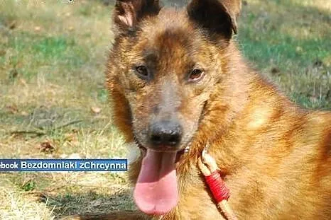 Willy - psiak jak ich wiele czeka na ciepły dom!,  mazowieckie Warszawa