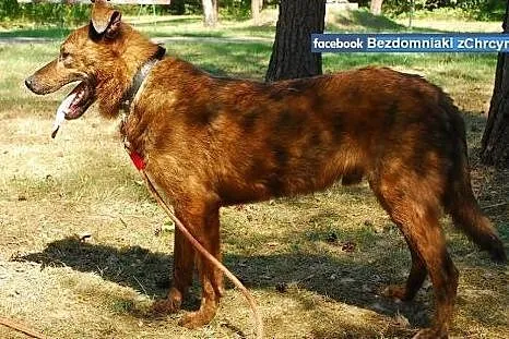 Willy - psiak jak ich wiele czeka na ciepły dom!, 