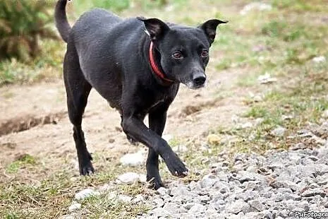 Tina, dwuletnia łagodna sunia,  mazowieckie Warsza