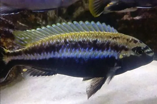 Auratus / Pyszczak Złocisty, Łódzkie, Łódź