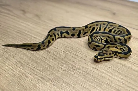 Pyton królewski Leopard Spotnose poss Mahogany 66% het Clown