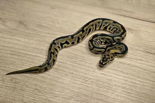 Pyton królewski Leopard Spotnose poss Mahogany 66% het Clown, Mazowieckie, Makowiec