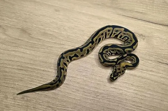 Pyton królewski Leopard Spotnose poss Mahogany 66% het Clown, Mazowieckie, Makowiec